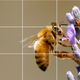 This is another cool photo. I like bees. Flowers too. I guess, in that way, I’m like a bee myself!